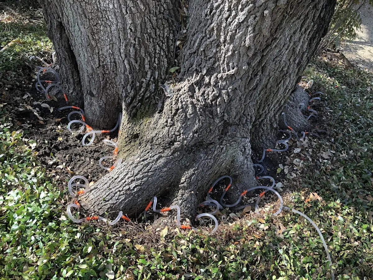 Detailed Tree Cabling and Bracing job site in Bussey