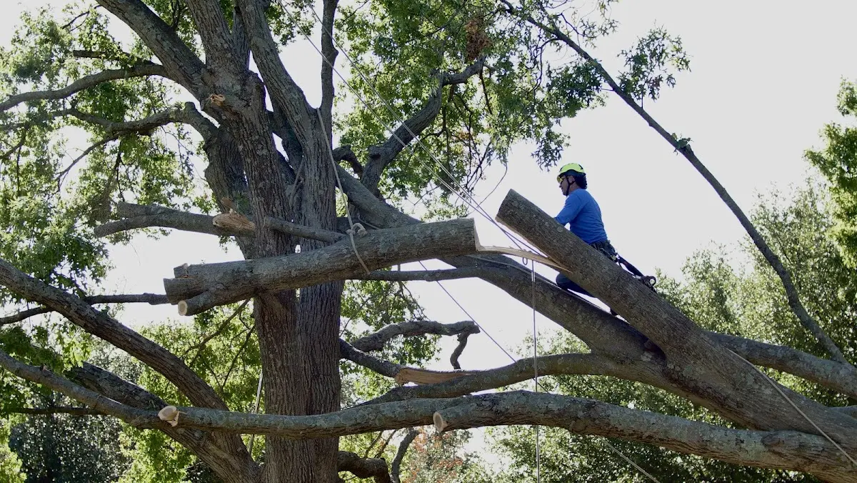 Professional Hazardous Tree Removal performed by certified arborists in Bussey